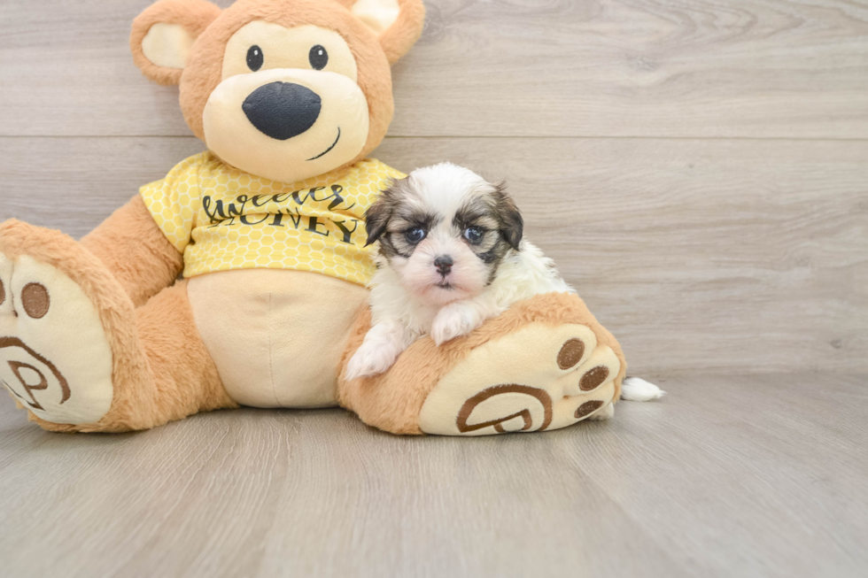 Teddy Bear Pup Being Cute