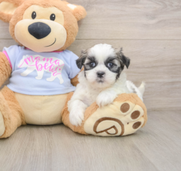 7 week old Teddy Bear Puppy For Sale - Florida Fur Babies