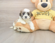 8 week old Teddy Bear Puppy For Sale - Florida Fur Babies