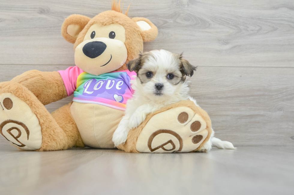 8 week old Teddy Bear Puppy For Sale - Florida Fur Babies