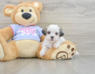 7 week old Teddy Bear Puppy For Sale - Florida Fur Babies
