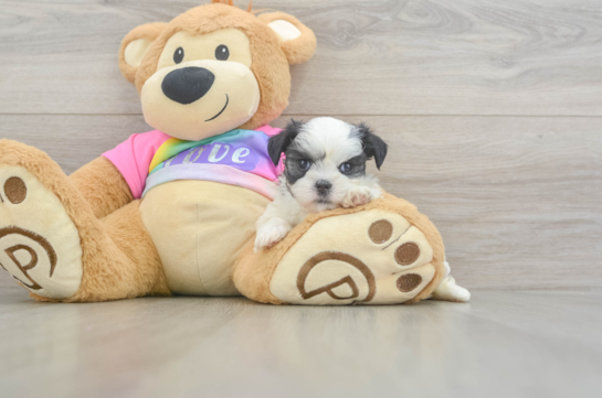 Teddy Bear Puppy for Adoption