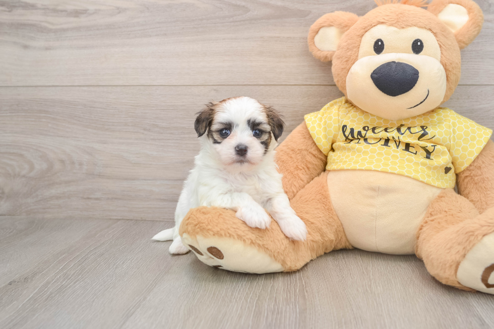 Adorable Shitzu Designer Puppy