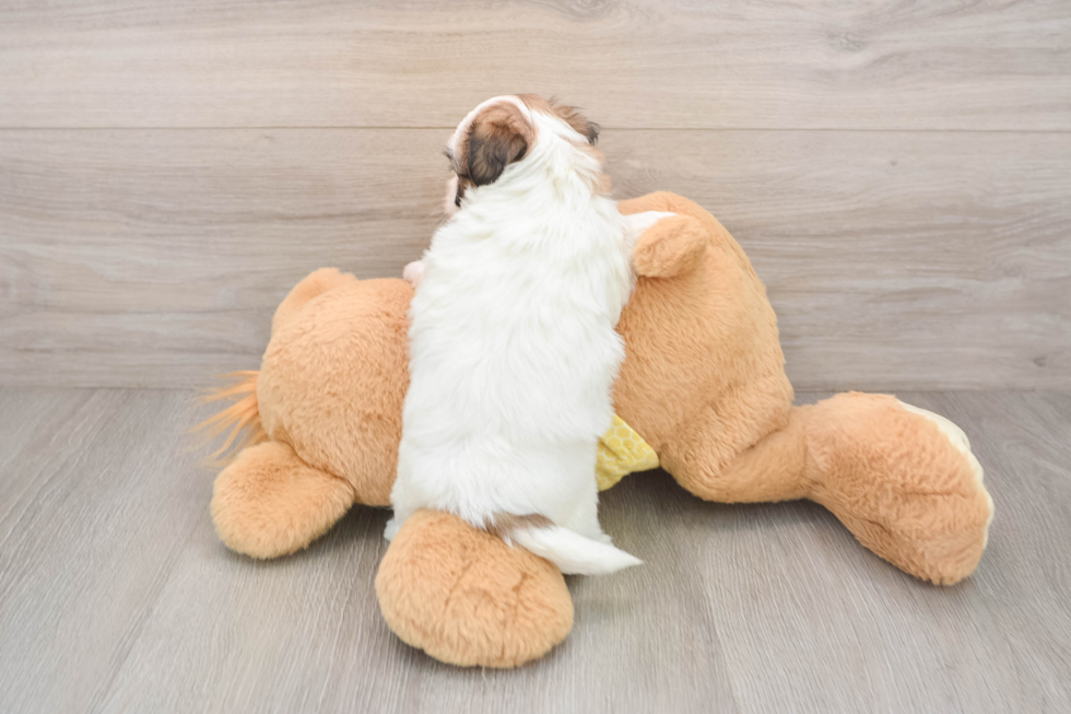 Fluffy Teddy Bear Designer Pup
