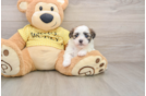 Best Teddy Bear Baby