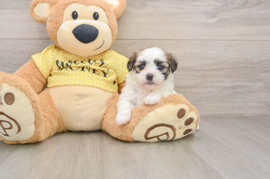 Best Teddy Bear Baby
