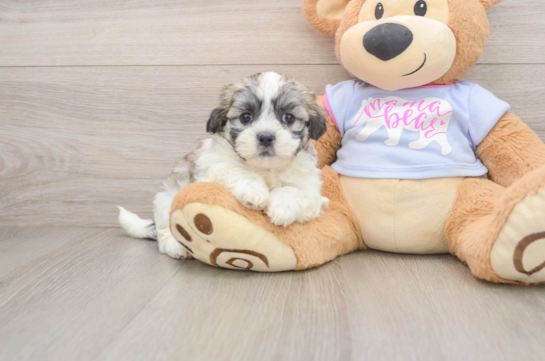 Sweet Teddy Bear Baby