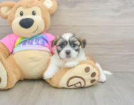 7 week old Teddy Bear Puppy For Sale - Florida Fur Babies