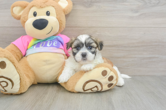 Teddy Bear Puppy for Adoption