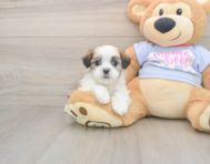 8 week old Teddy Bear Puppy For Sale - Florida Fur Babies