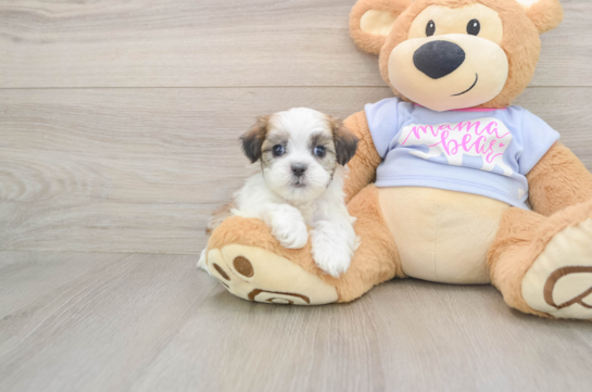 Teddy Bear Puppy for Adoption