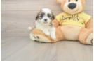 Little Shitzu Designer Puppy