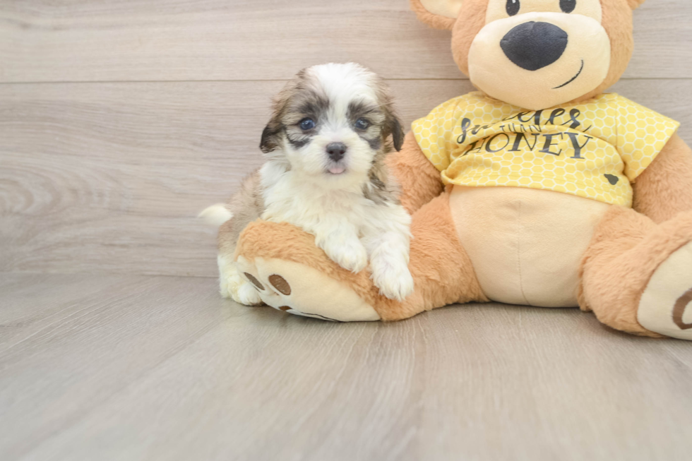 Little Shitzu Designer Puppy