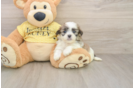 Petite Teddy Bear Designer Pup