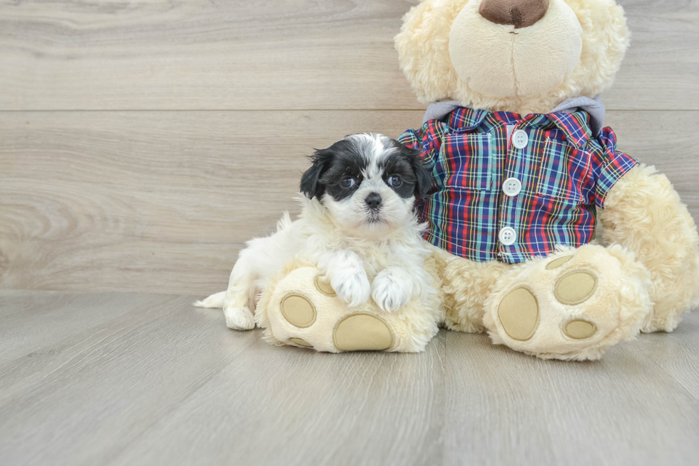 Teddy Bear Pup Being Cute