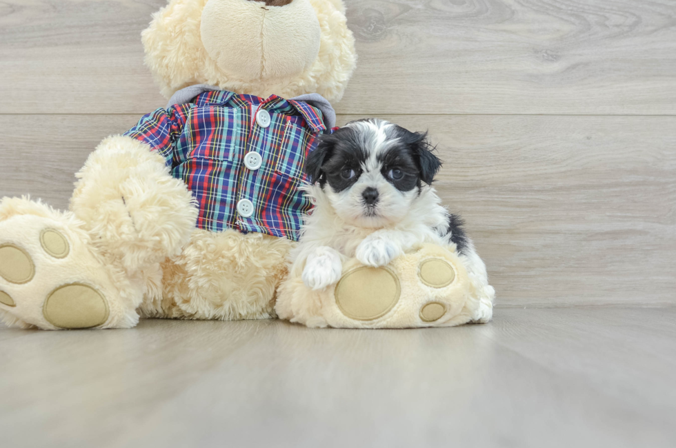 6 week old Teddy Bear Puppy For Sale - Florida Fur Babies