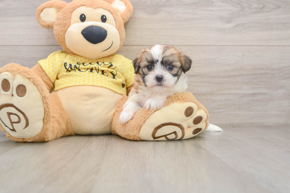 Teddy Bear Puppy for Adoption