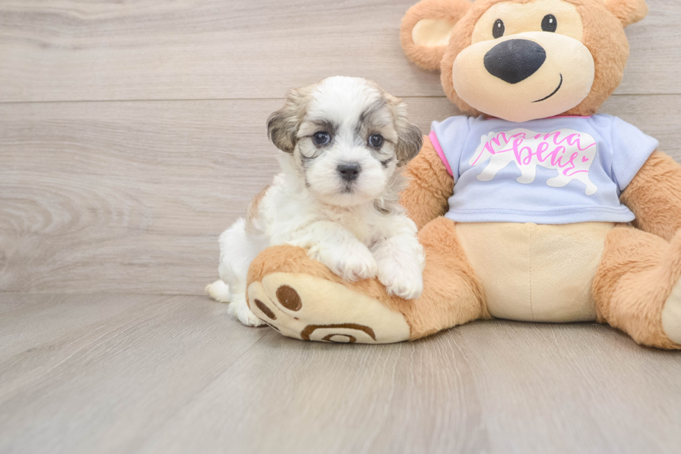 Funny Teddy Bear Designer Pup
