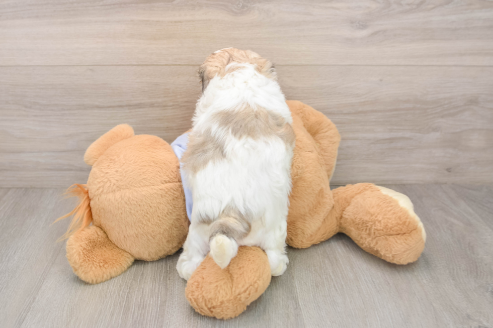 Cute Teddy Bear Baby