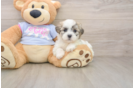 Small Teddy Bear Baby