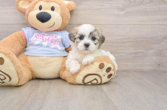 Small Teddy Bear Baby
