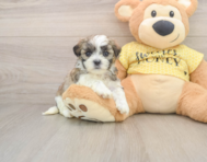 8 week old Teddy Bear Puppy For Sale - Florida Fur Babies