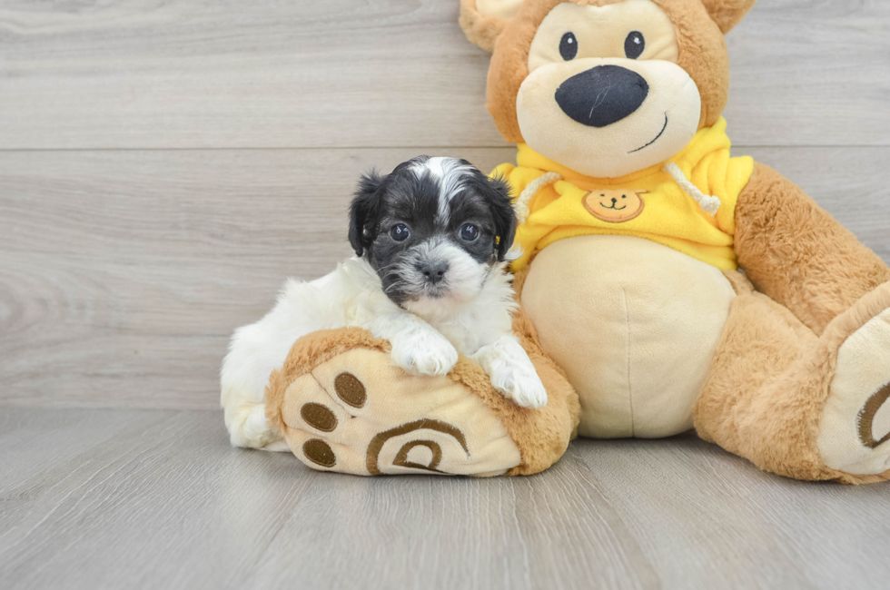 6 week old Teddy Bear Puppy For Sale - Florida Fur Babies