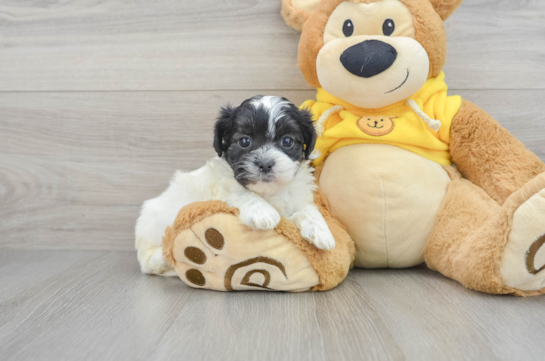 Friendly Teddy Bear Baby