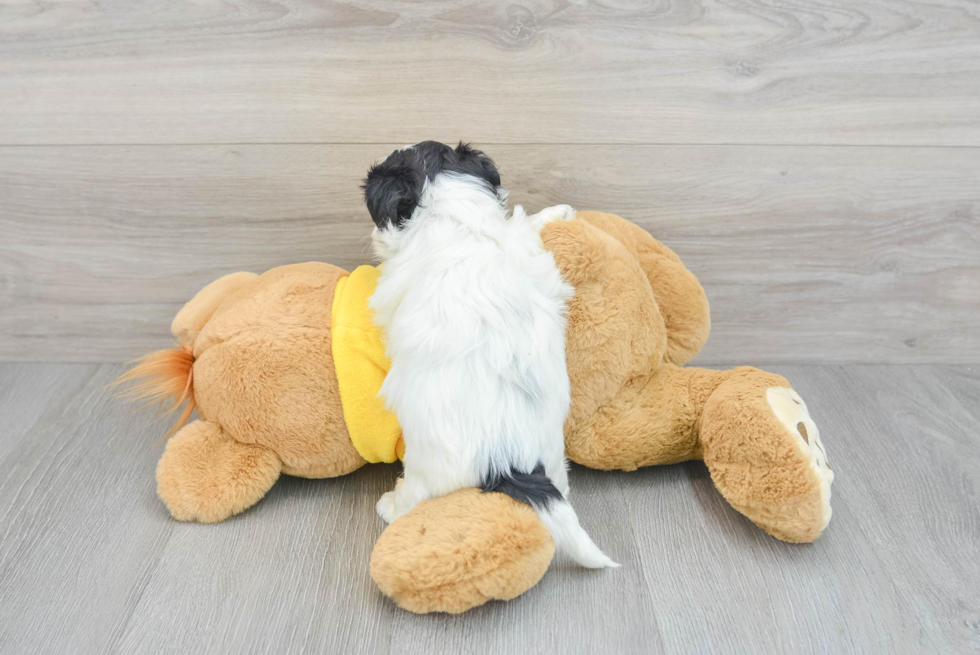 Cute Teddy Bear Baby