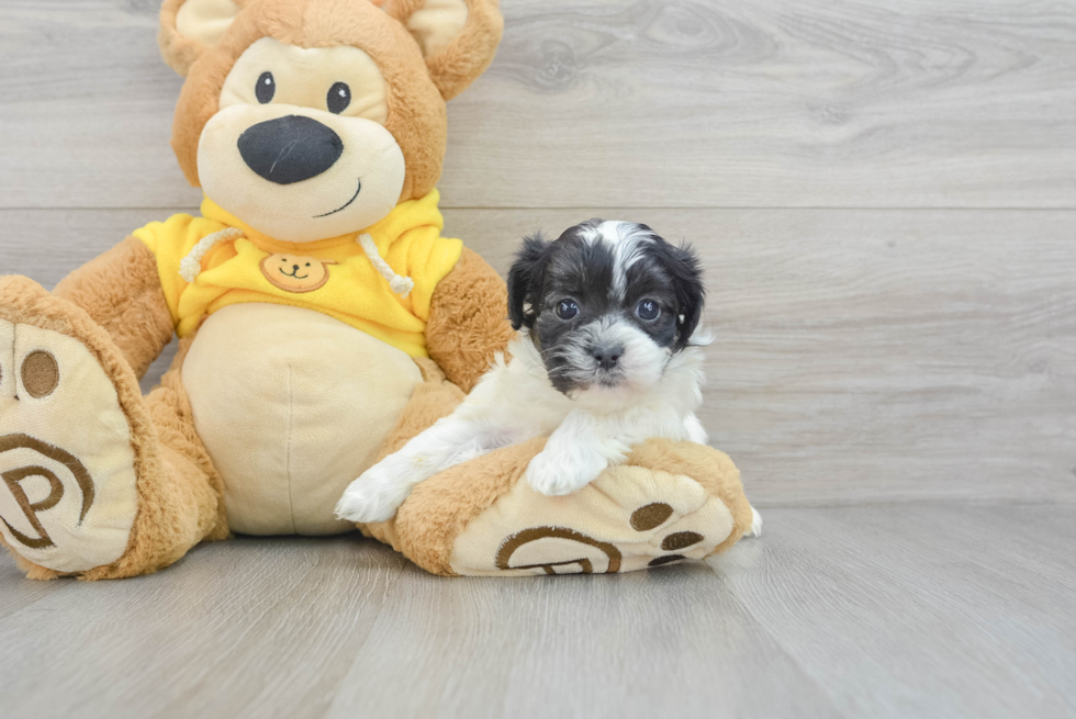 Teddy Bear Pup Being Cute