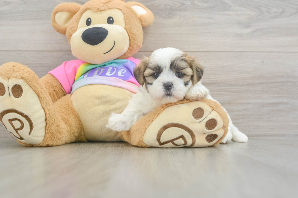 5 week old Teddy Bear Puppy For Sale - Florida Fur Babies