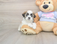 8 week old Teddy Bear Puppy For Sale - Florida Fur Babies
