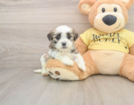 8 week old Teddy Bear Puppy For Sale - Florida Fur Babies