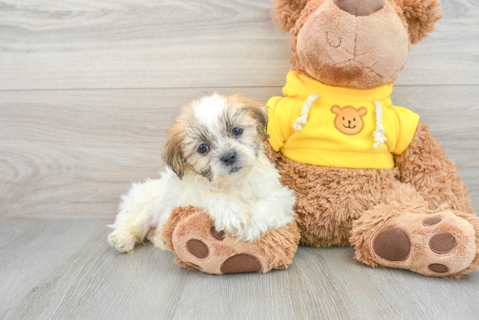 Teddy Bear Puppy for Adoption