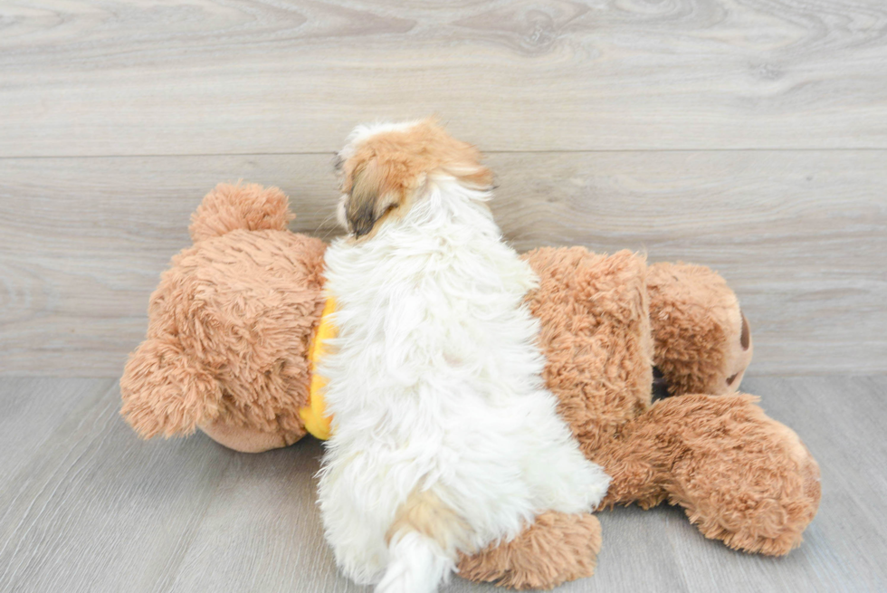 Teddy Bear Pup Being Cute