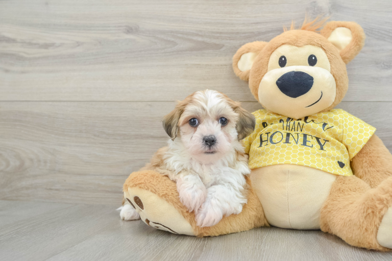 Meet Alvin - our Teddy Bear Puppy Photo 1/3 - Florida Fur Babies