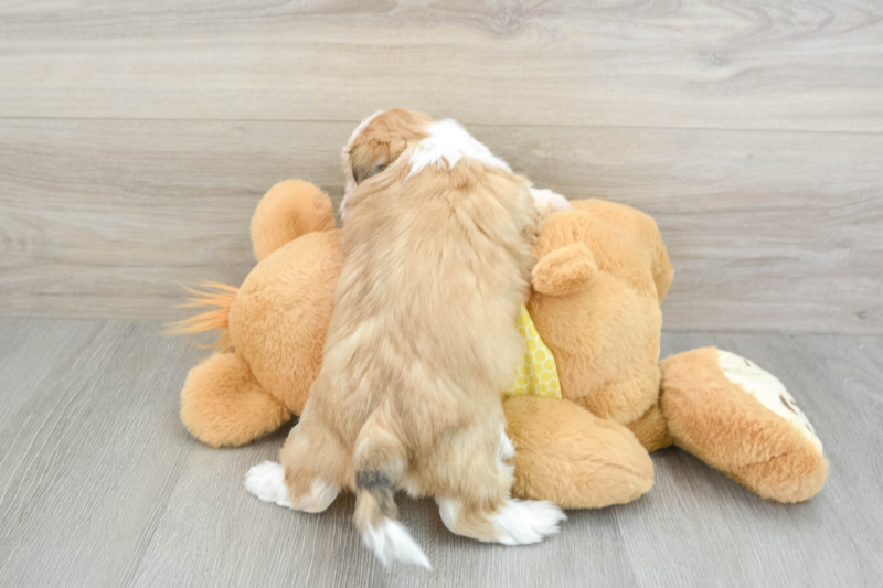 Meet Alvin - our Teddy Bear Puppy Photo 2/3 - Florida Fur Babies