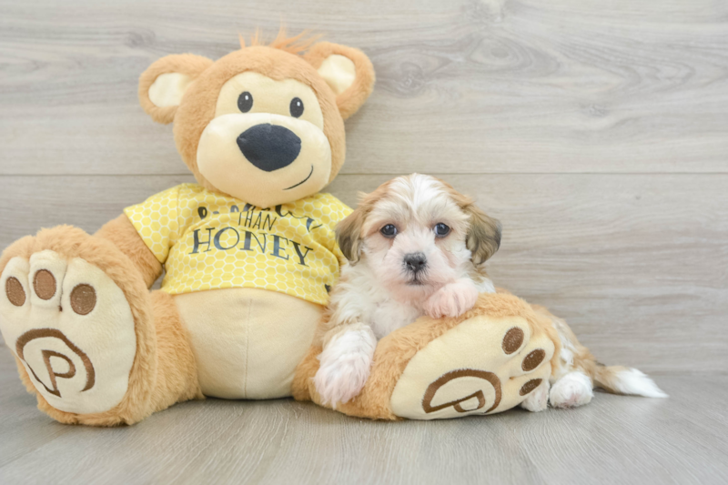 Meet Alvin - our Teddy Bear Puppy Photo 3/3 - Florida Fur Babies