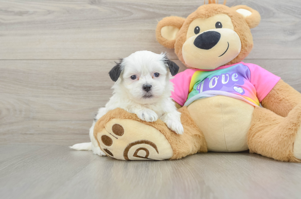 5 week old Teddy Bear Puppy For Sale - Florida Fur Babies