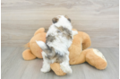 Best Teddy Bear Baby