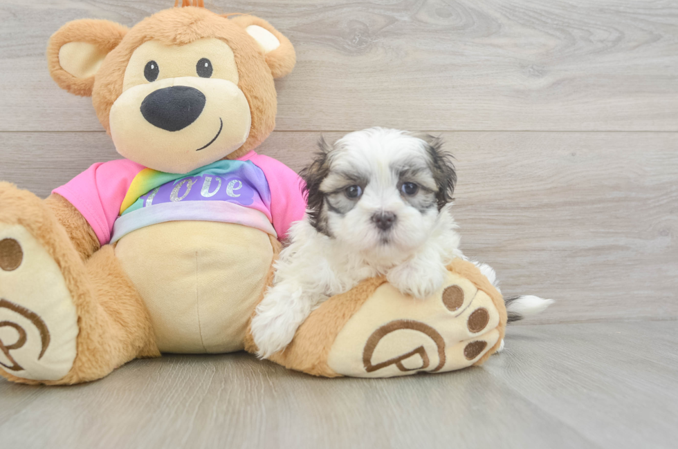 5 week old Teddy Bear Puppy For Sale - Florida Fur Babies