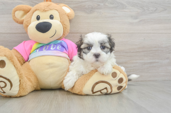Teddy Bear Puppy for Adoption