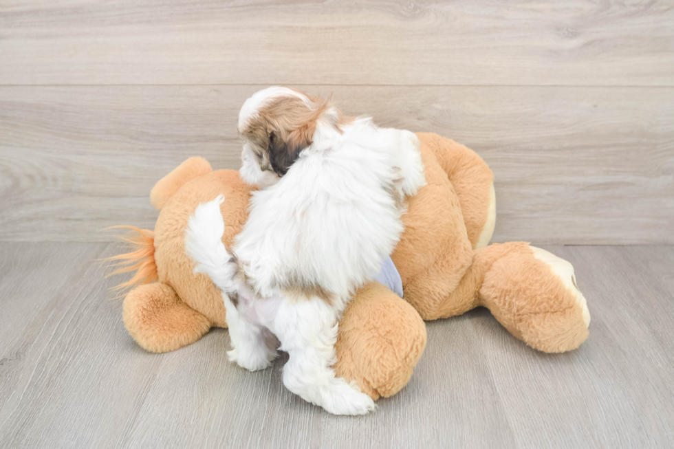 Teddy Bear Puppy for Adoption