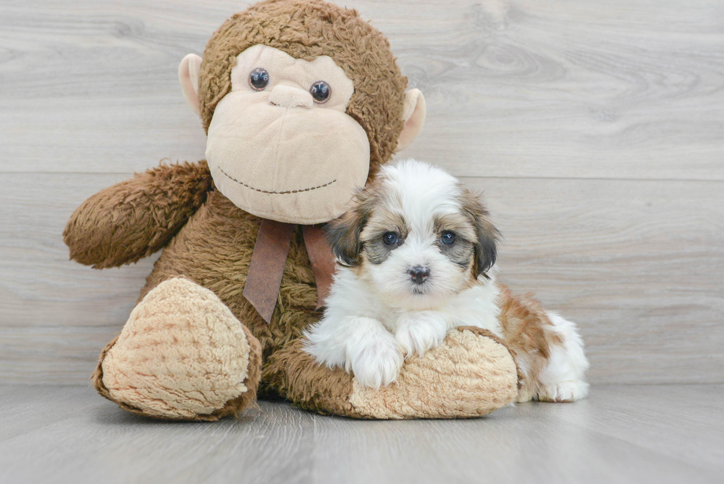 Small Teddy Bear Baby