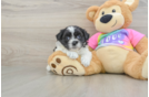 Popular Teddy Bear Designer Pup