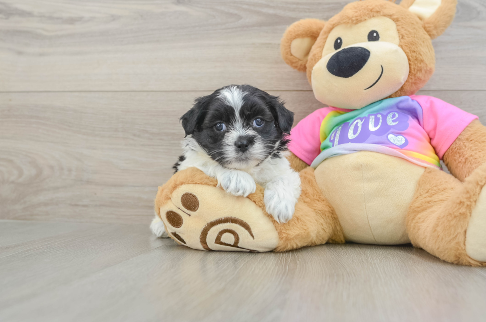 5 week old Teddy Bear Puppy For Sale - Florida Fur Babies