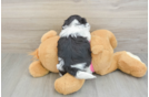Funny Teddy Bear Designer Pup