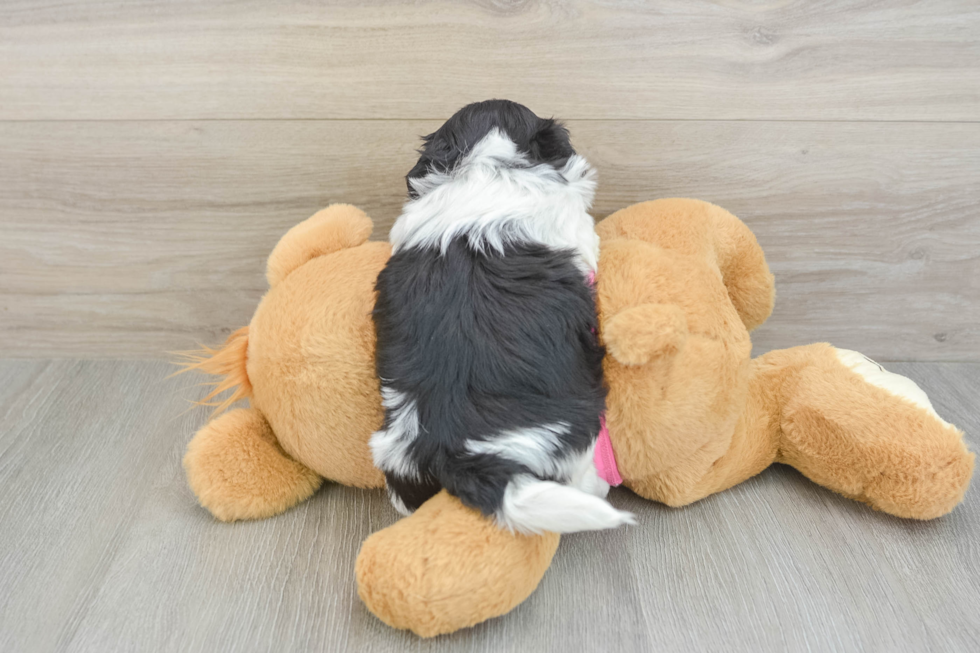 Funny Teddy Bear Designer Pup