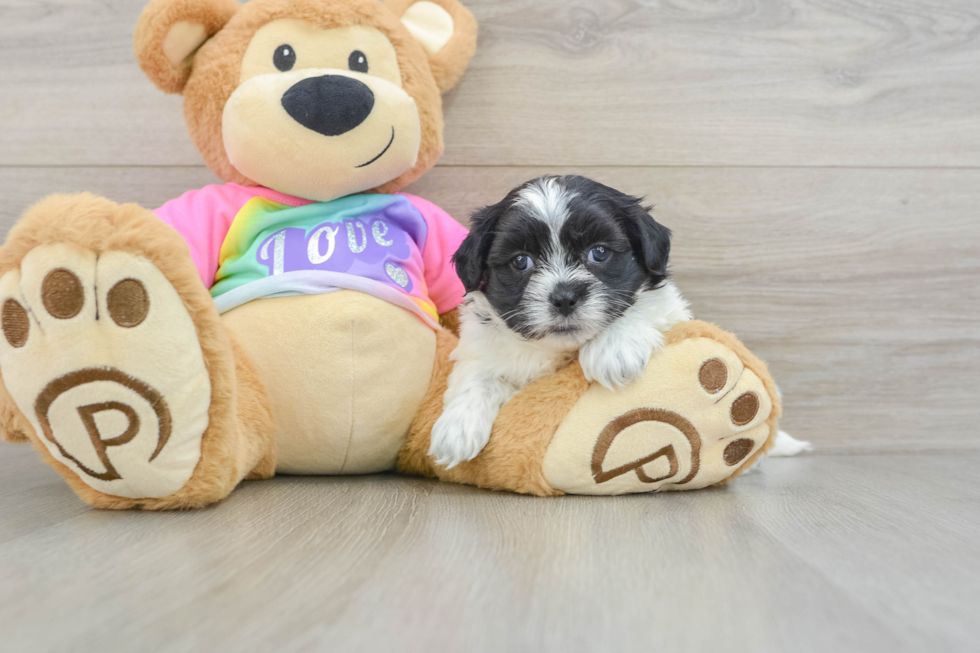 Best Teddy Bear Baby