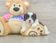 7 week old Teddy Bear Puppy For Sale - Florida Fur Babies